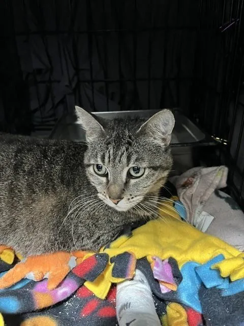 An adult medium-sized female Tabby (Brown / Chocolate) Domestic Short Hair cat named Bonnie for adoption in Anoka, MN