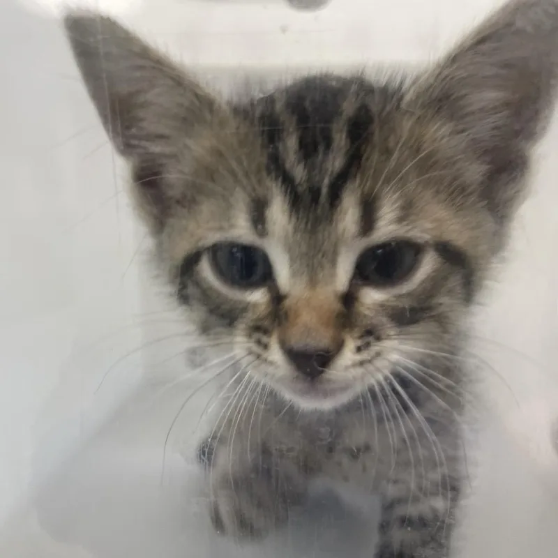 A baby small-sized male Brown / Chocolate Domestic Short Hair cat named Yoko for adoption in Columbus, GA