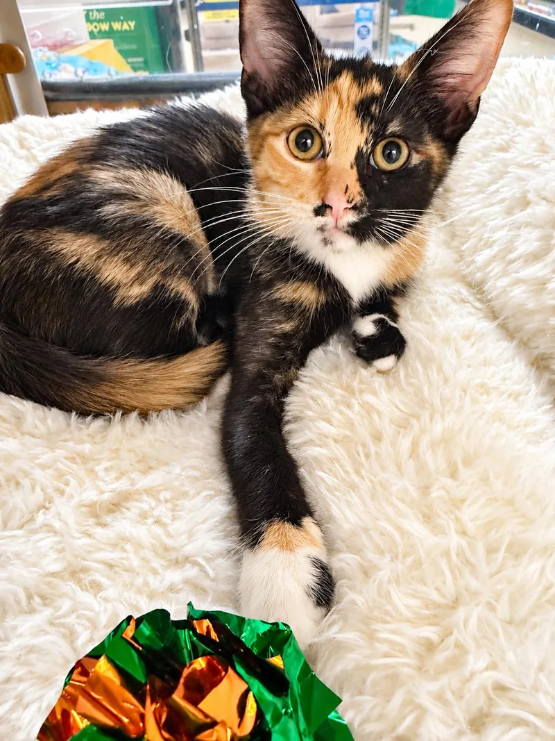 A baby small-sized female Domestic Short Hair cat named Trick or Treat for adoption in Rio Linda, CA