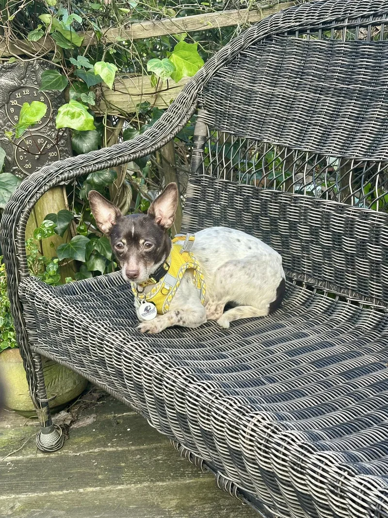 Tommy And Moka thumbnail 2