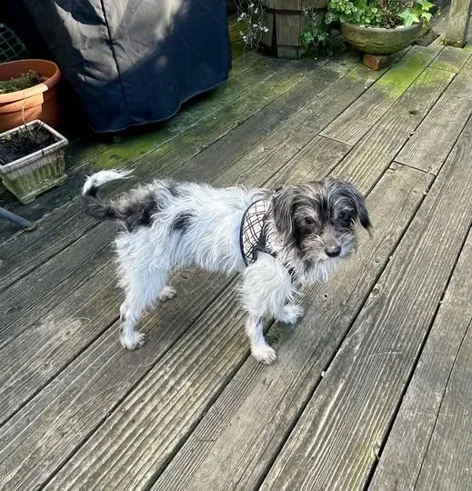 Tommy And Moka thumbnail 3