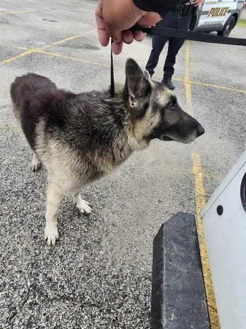 An adult large-sized male German Shepherd Dog dog named Thanos for adoption in San Antonio, TX