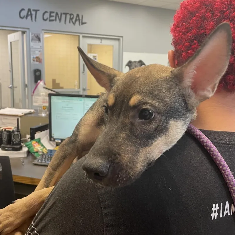 A young small-sized male Mixed Breed dog named StrayAlfordStreet for adoption in Columbus, GA