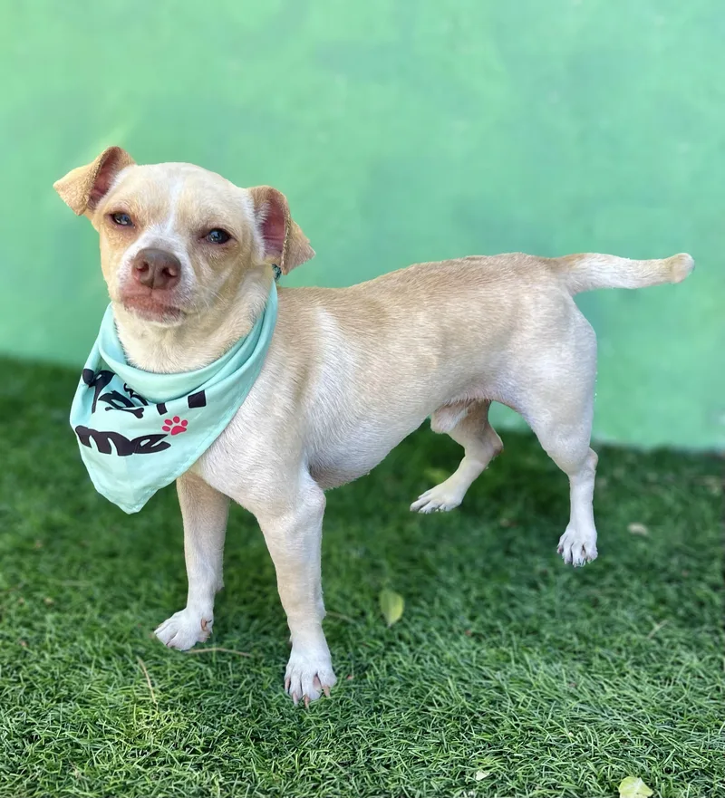 A young small-sized male Yellow / Tan / Blond / Fawn Chihuahua dog named Mickey for adoption in Rowland Heights, CA