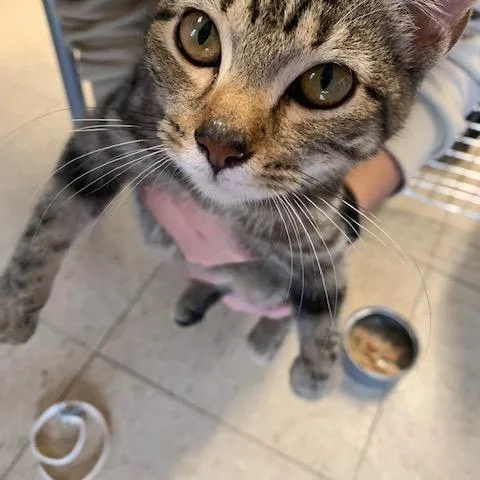 A baby small-sized female Gray / Blue / Silver Domestic Short Hair cat named Gertrude for adoption in Ashtabula, OH