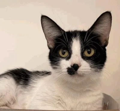 An adult medium-sized female Black & White / Tuxedo Domestic Short Hair cat named Stash for adoption in Cincinnati, OH