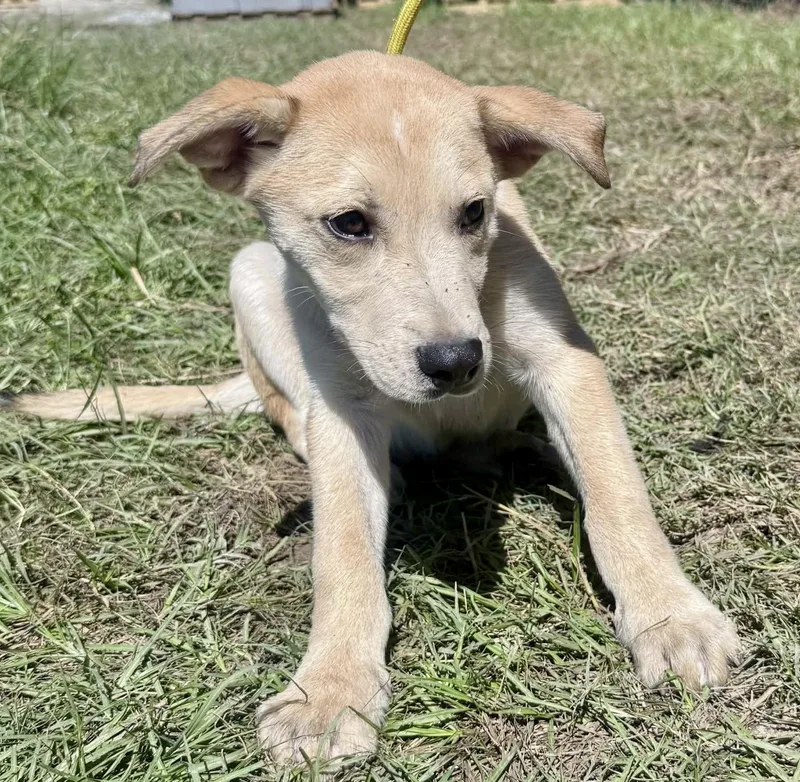 A baby medium-sized male Yellow Labrador Retriever dog named Storm and Snow for adoption in Jacksonville, FL