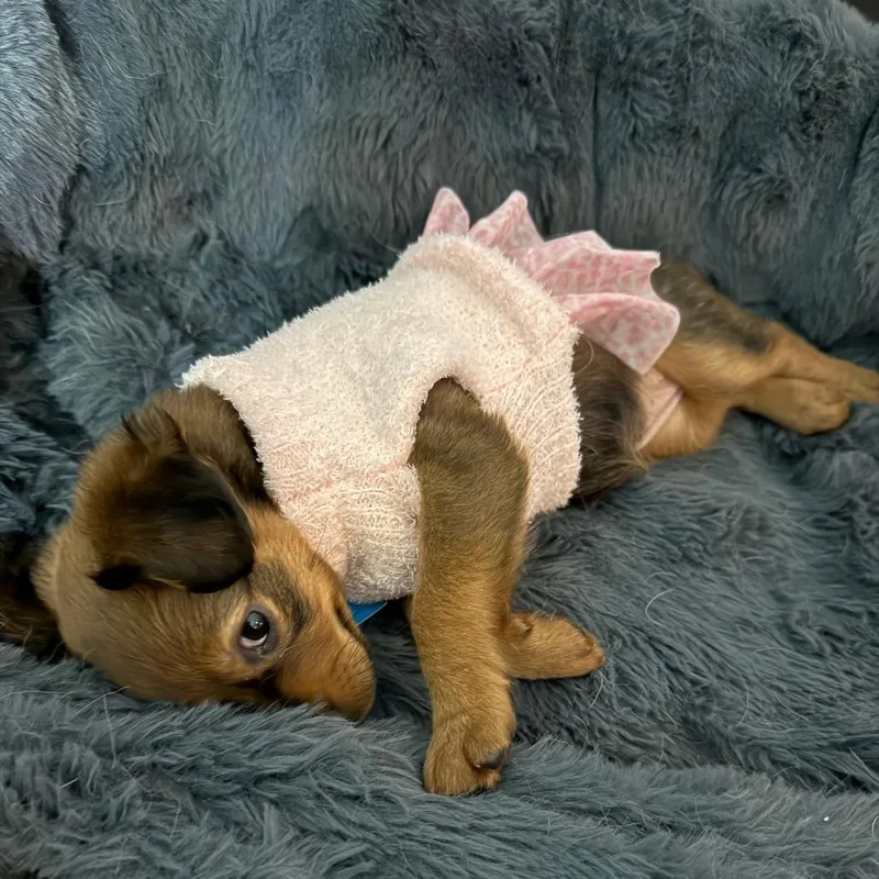 A baby small-sized female Brown / Chocolate Pomeranian dog named Redwood_ for adoption in Festus, MO