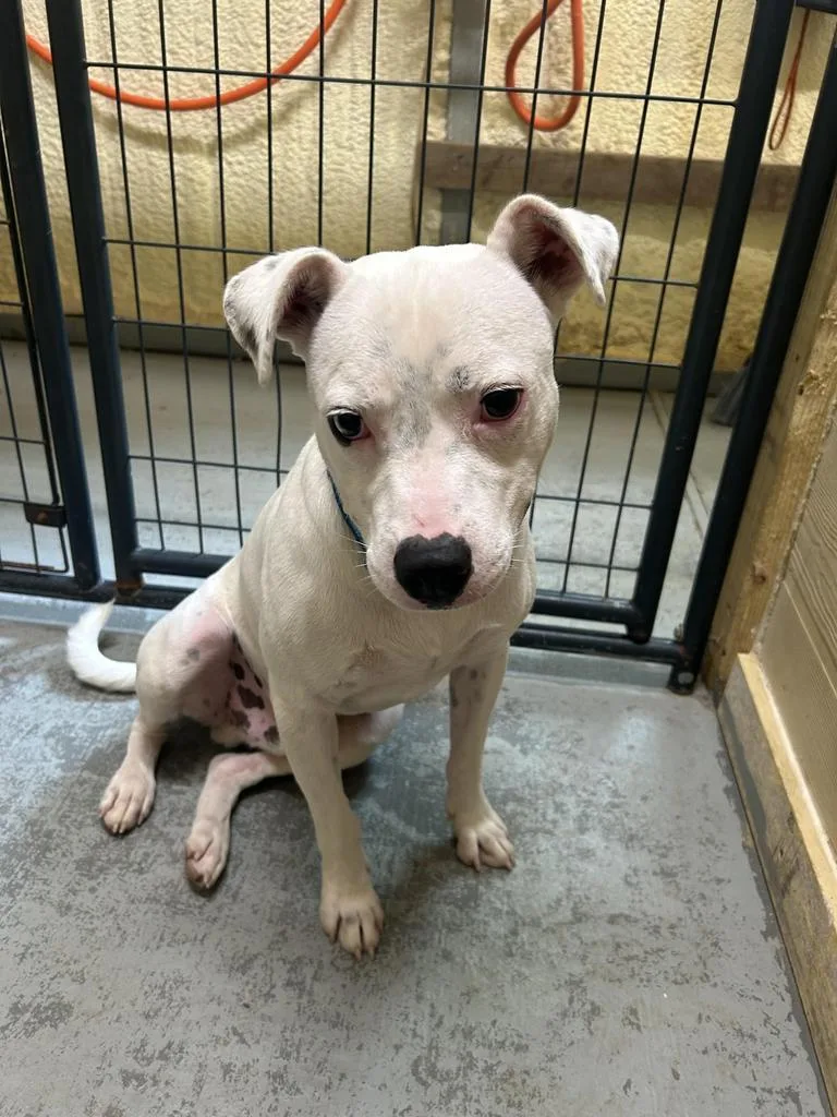 An adult medium-sized male White / Cream Terrier dog named Kiba for adoption in Ruston, LA