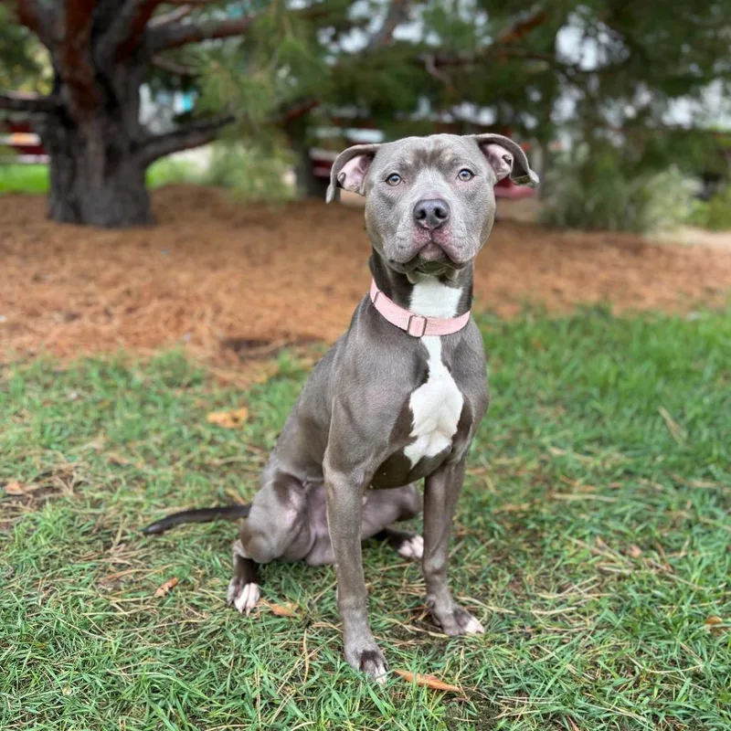 A young medium-sized male Gray / Blue / Silver Pit Bull Terrier dog named Brunswick for adoption in Fargo, ND