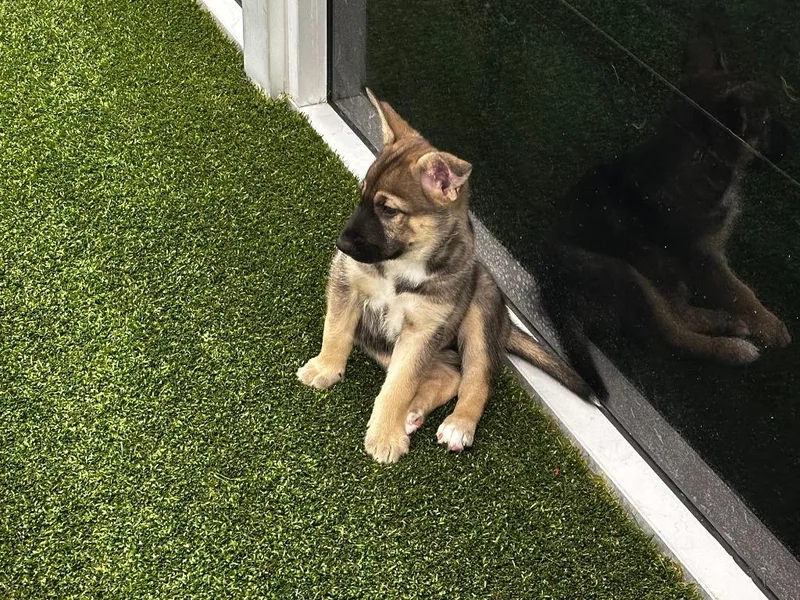 A baby large-sized male Husky dog named Comino for adoption in Phoenix, AZ
