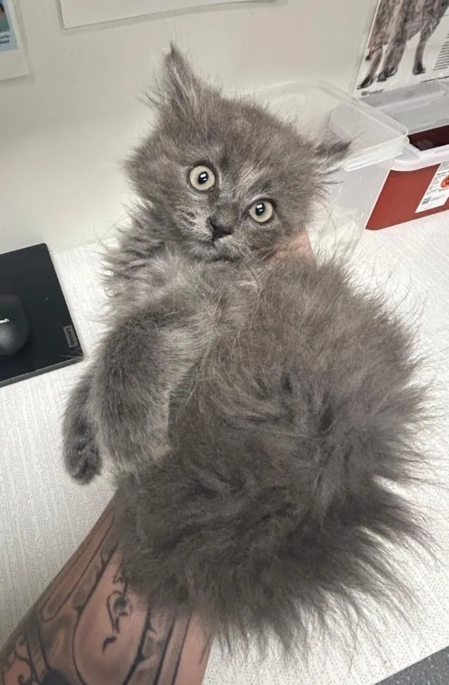 A baby small-sized male Domestic Long Hair cat named Jimmie for adoption in Greenfield, IN
