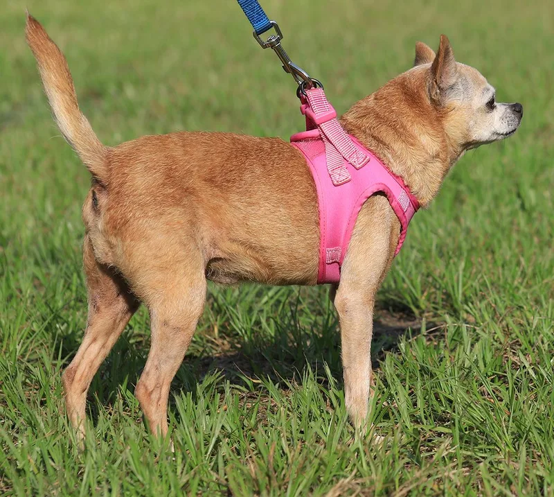 A senior small-sized female Chihuahua dog named Blanche for adoption in North Fort Myers, FL