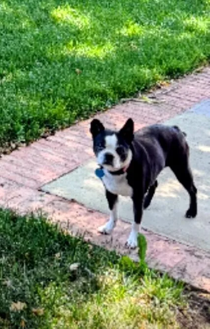 An adult small-sized female Tricolor (Brown, Black, & White) Boston Terrier dog named Allie for adoption in Evergreen, CO