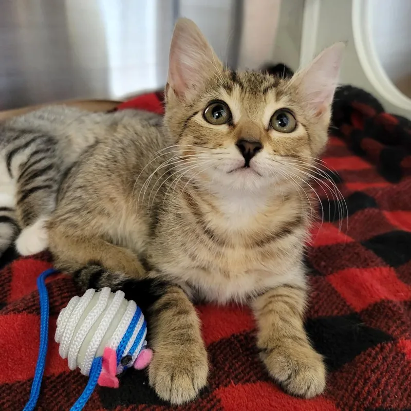 A baby small-sized female Brown / Chocolate Domestic Short Hair cat named Peach for adoption in Lake Panasoffkee, FL