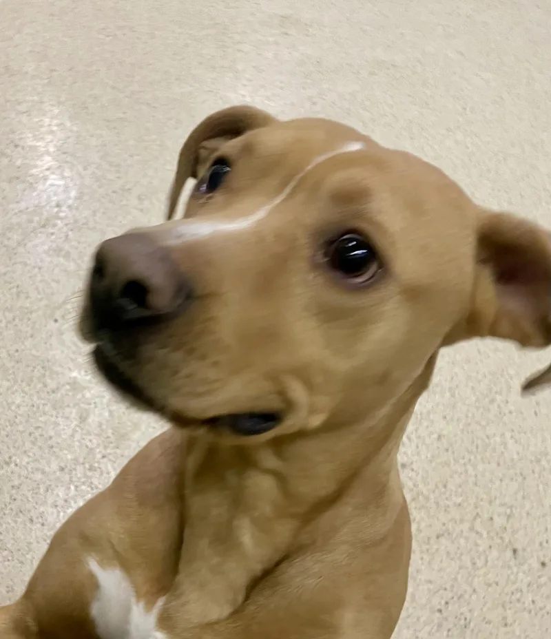 Milkbone thumbnail 2