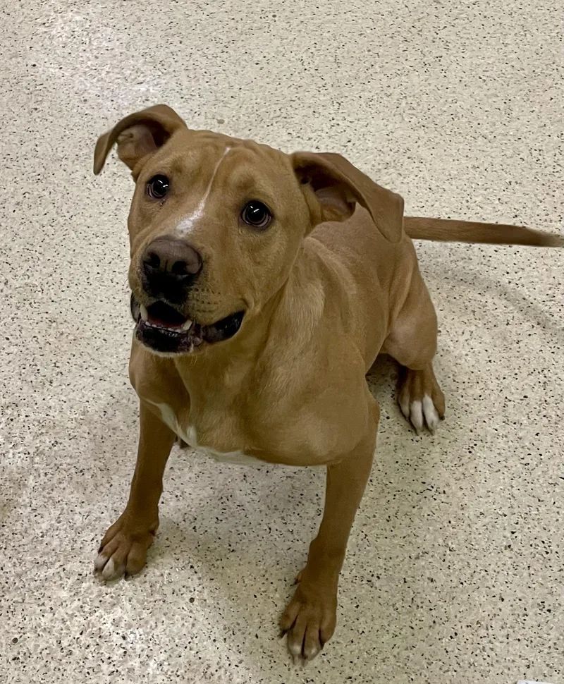 Milkbone thumbnail 5