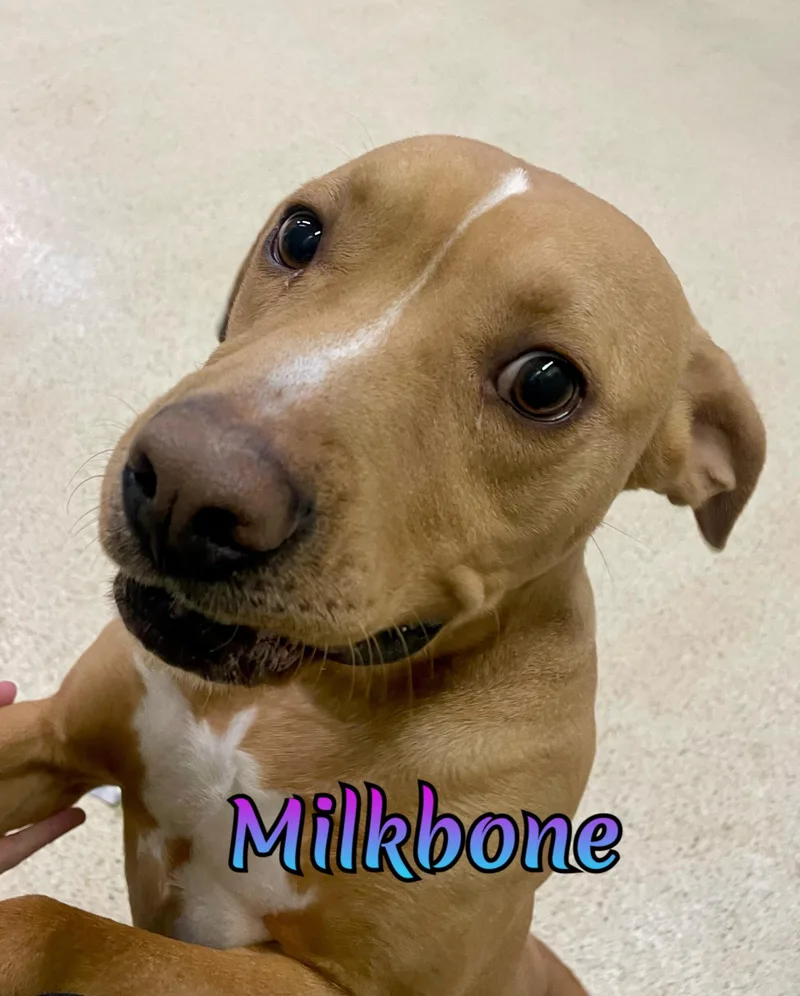 Milkbone thumbnail 6