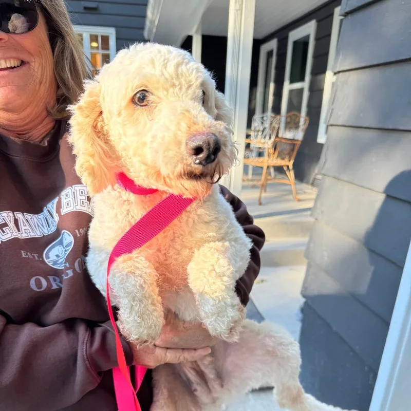 An adult small-sized female White / Cream Miniature Poodle dog named Rosa for adoption in St. Charles, IL