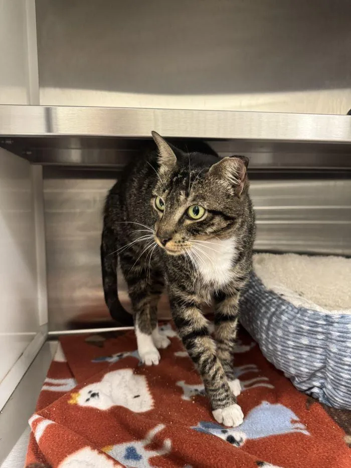 An adult small-sized female Brown / Chocolate Domestic Short Hair cat named Rebecca for adoption in Hilton Head Island, SC