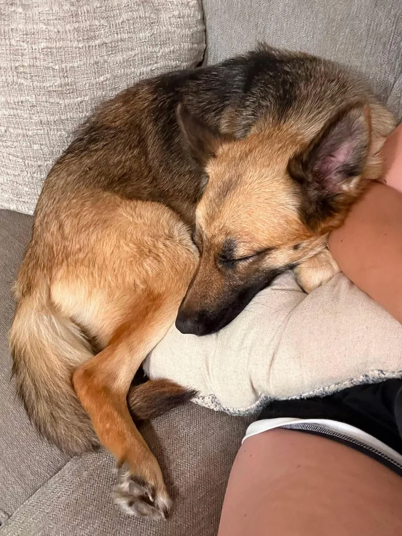 A young medium-sized female Black German Pinscher dog named MIA petite GSD for adoption in Encino, CA