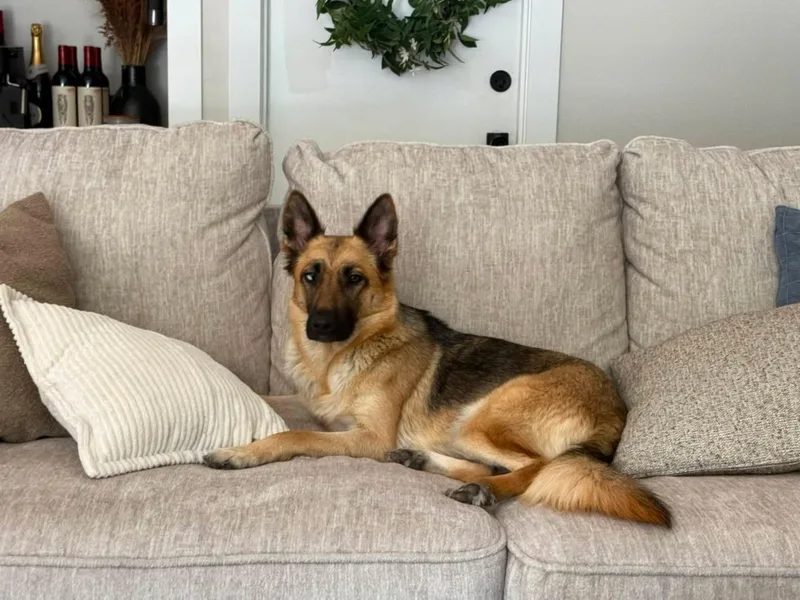 MIA petite GSD thumbnail 2