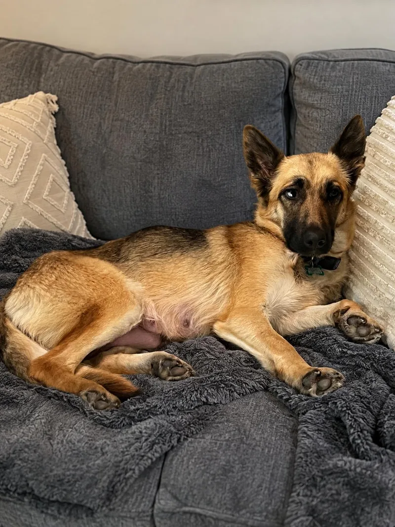 MIA petite GSD thumbnail 3