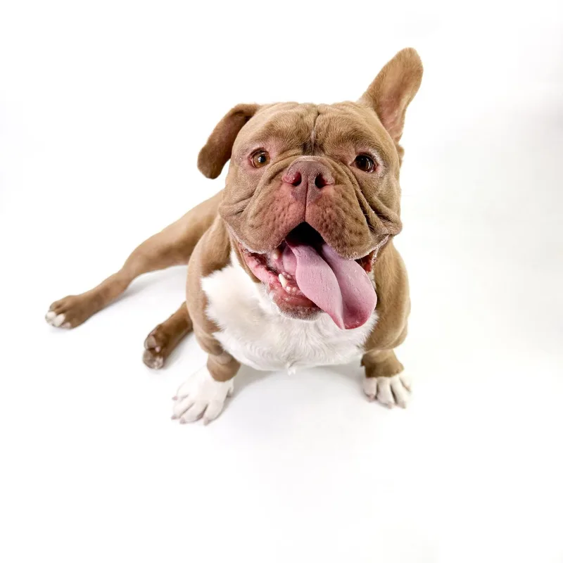 An adult medium-sized male Brown / Chocolate American Bully dog named Will for adoption in Scottsdale, AZ