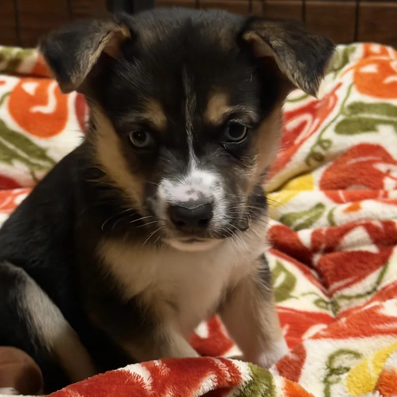 A baby medium-sized female Tricolor (Brown, Black, & White) Australian Shepherd dog named Rime for adoption in Gilbert, AZ
