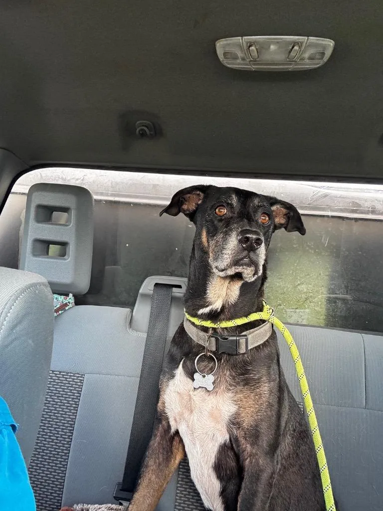 A senior medium-sized male German Shepherd Dog dog named Wishbone for adoption in Rockport, TX