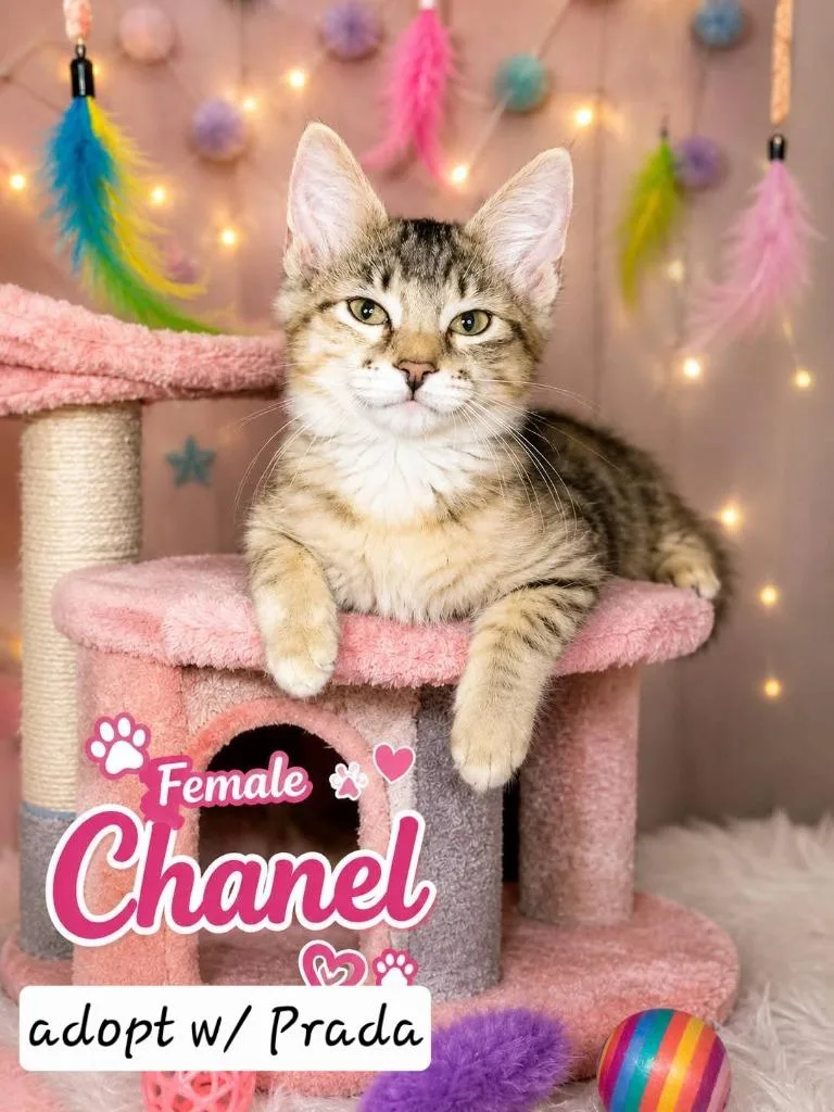 Chanel thumbnail 4
