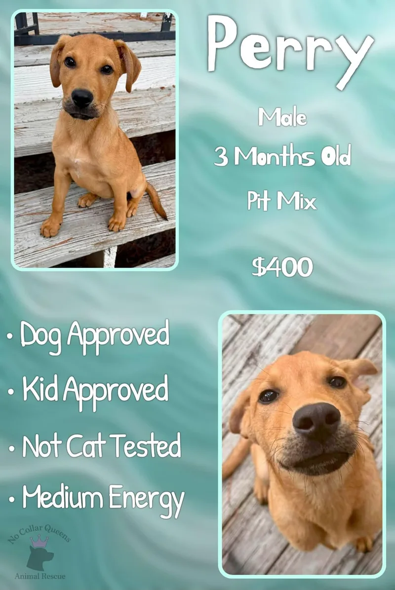 A baby medium-sized male Pit Bull Terrier dog named Perry for adoption in Jacksonville, NC