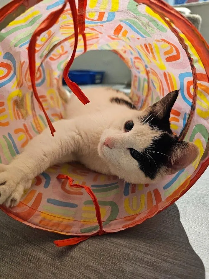 A young medium-sized male Domestic Short Hair cat named Simon for adoption in St. Cloud, MN