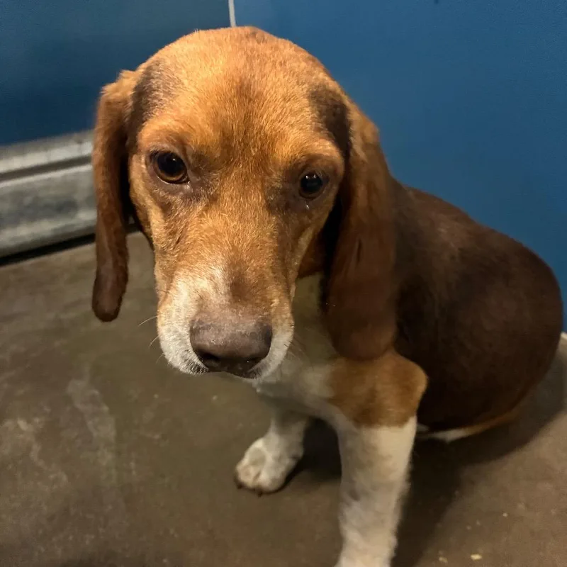 An adult medium-sized male Brown / Chocolate Beagle dog named Houdini for adoption in Montgomery, AL