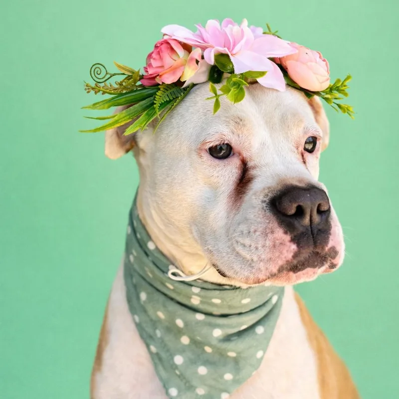 Daisy Mae thumbnail 4