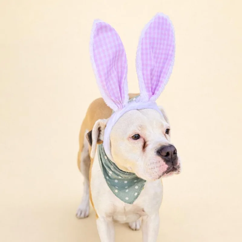 Daisy Mae thumbnail 5