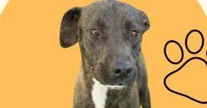 A young large-sized female Labrador Retriever dog named Lucielle "lucy" Lu for adoption in Harlingen, TX
