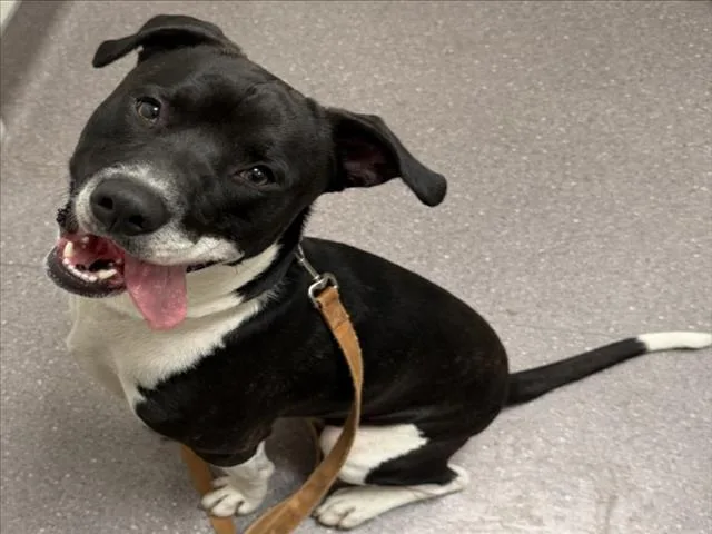 A young large-sized male Pit Bull Terrier dog named Loaf for adoption in Tracy, CA