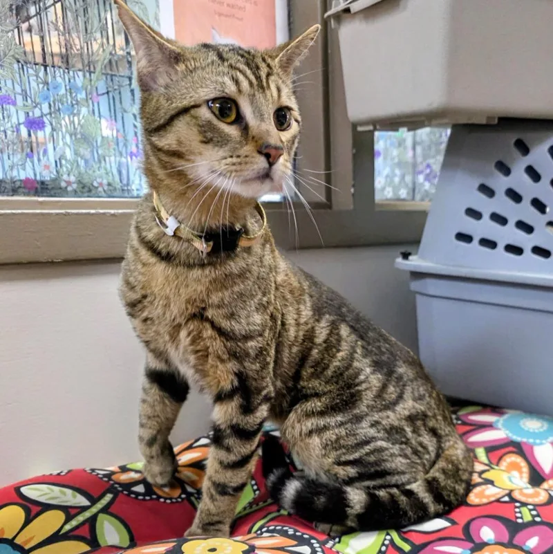 A young medium-sized male Domestic Short Hair cat named Bigfoot for adoption in New Manchester, WV