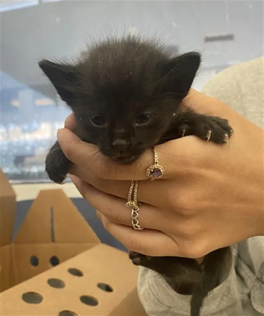 A baby medium-sized male Domestic Short Hair cat named Batman for adoption in Dallas, TX