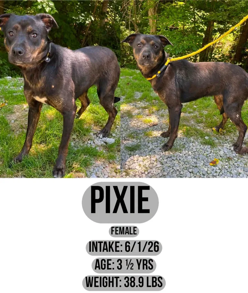 Pixie