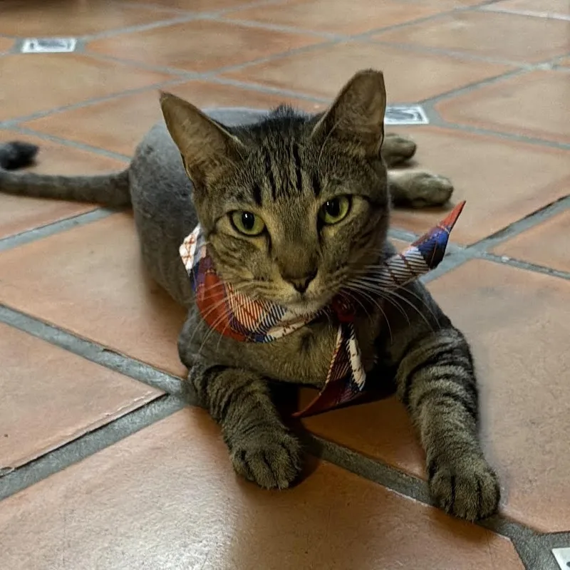 An adult medium-sized male Tabby (Brown / Chocolate) Tabby cat named Sir Pepper for adoption in Miami, FL
