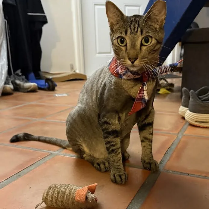Sir Pepper thumbnail 5