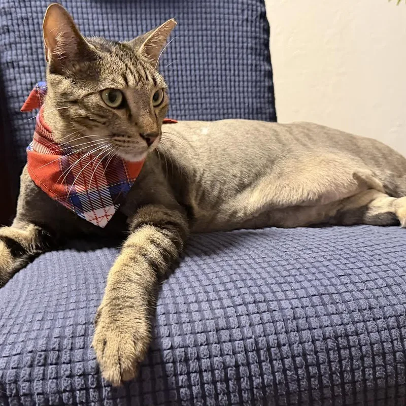 Sir Pepper thumbnail 6