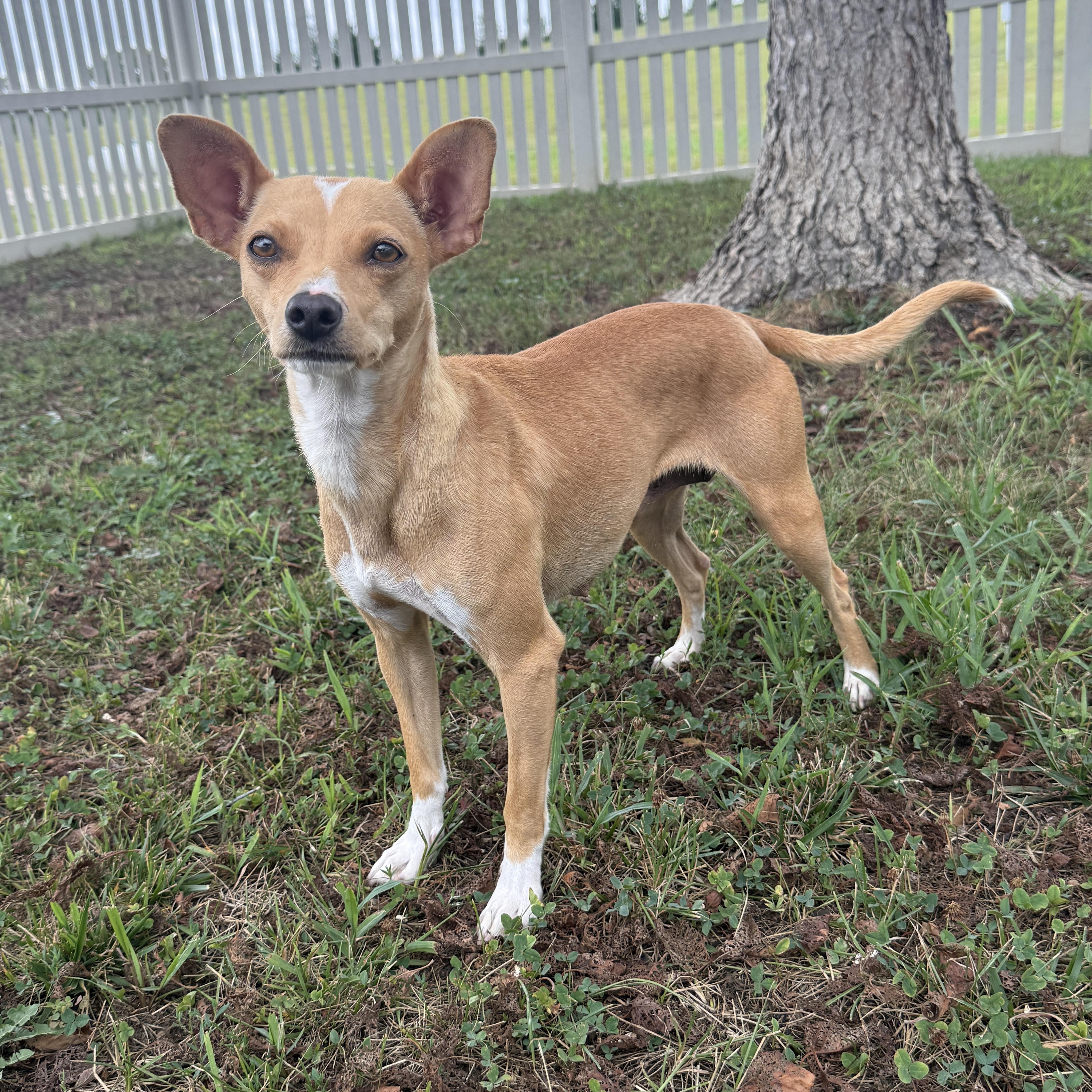 A young small-sized female Chihuahua dog named Bambina for adoption in Auburn, NE