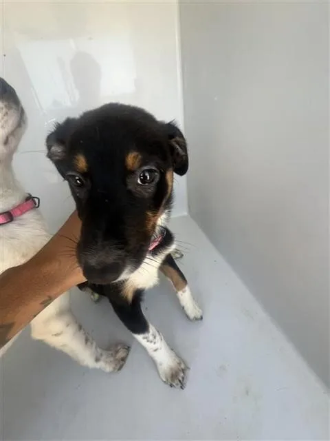 A baby medium-sized female Labrador Retriever dog named A for adoption in Houston, TX