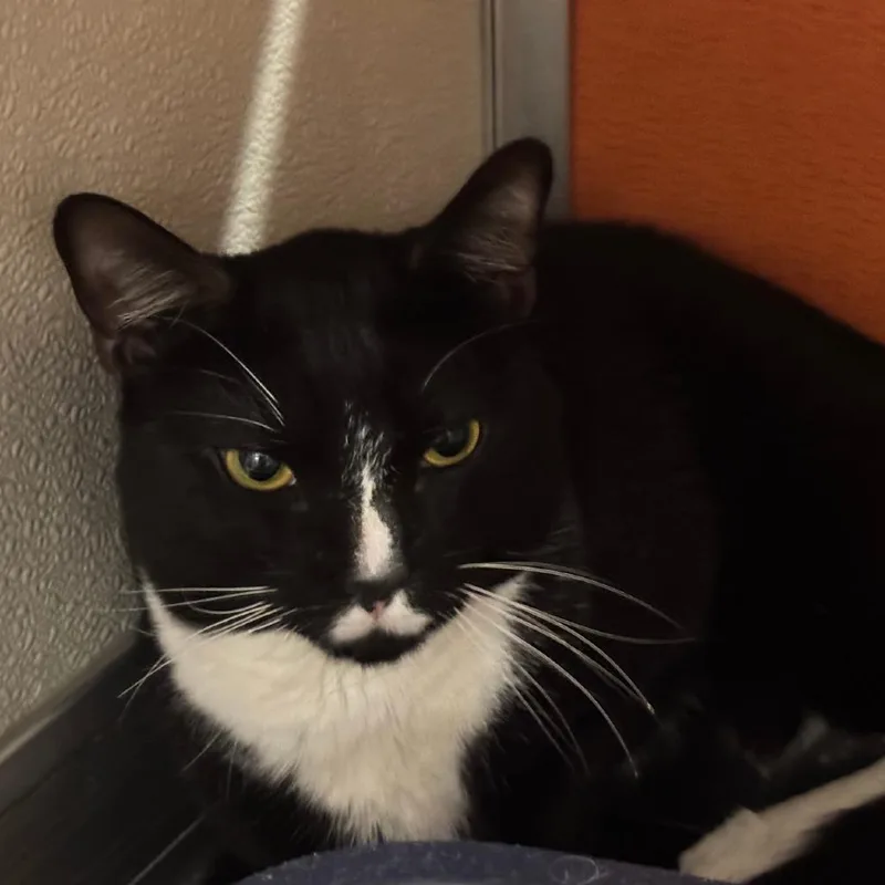 A young medium-sized male Domestic Short Hair cat named Wallace for adoption in Briarcliff Manor, NY