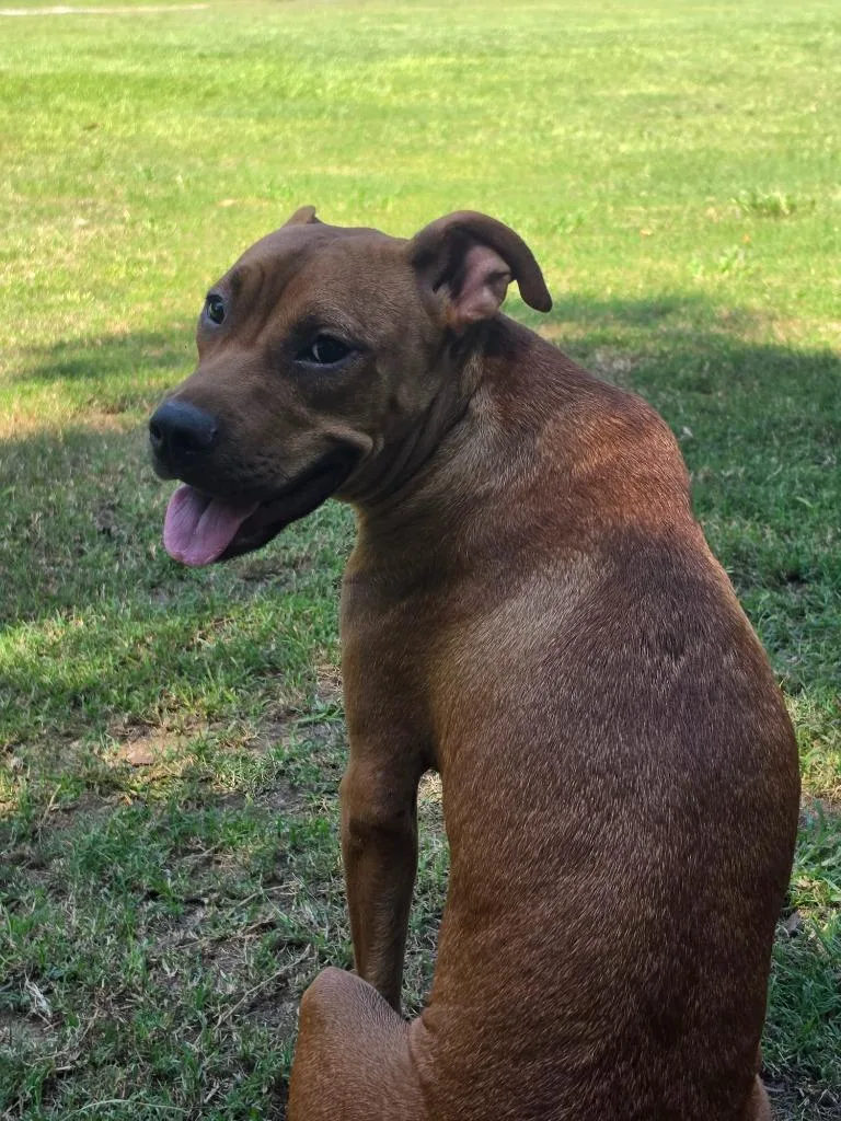 A young medium-sized female Chocolate Labrador Retriever dog named Shiloh for adoption in Waynesville, GA