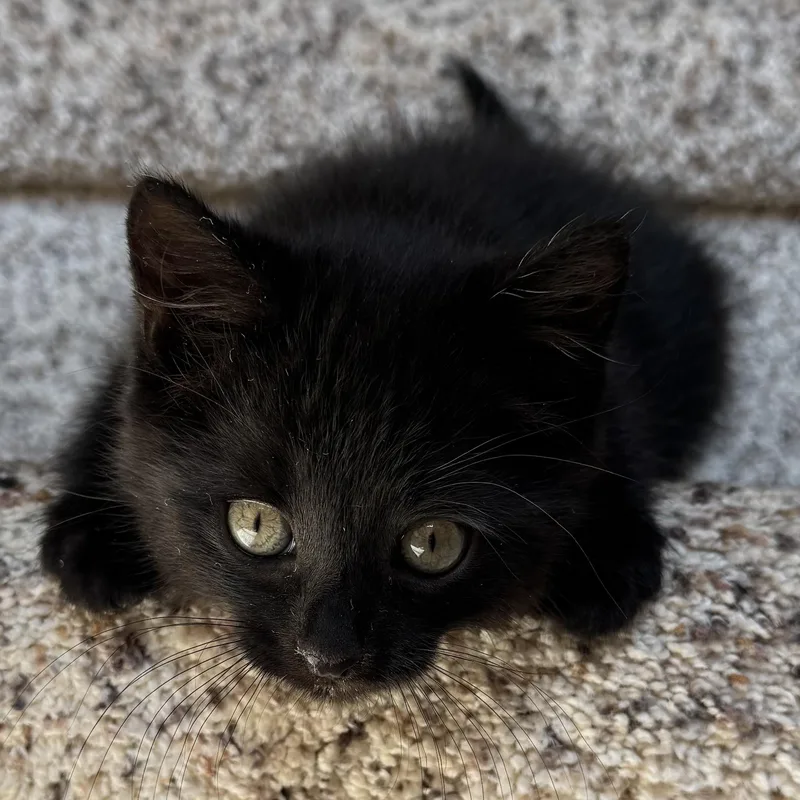 A baby medium-sized male Black Domestic Short Hair cat named Larry for adoption in Keego Harbor, MI