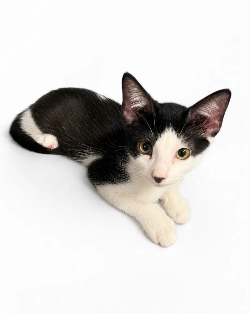 A baby medium-sized male Domestic Short Hair cat named Gus for adoption in Mountain Home, AR